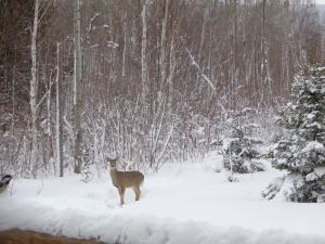 Winter visitor.